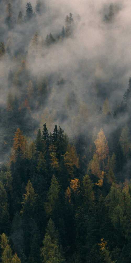 Foggy Forest Wallpaper Ixpap