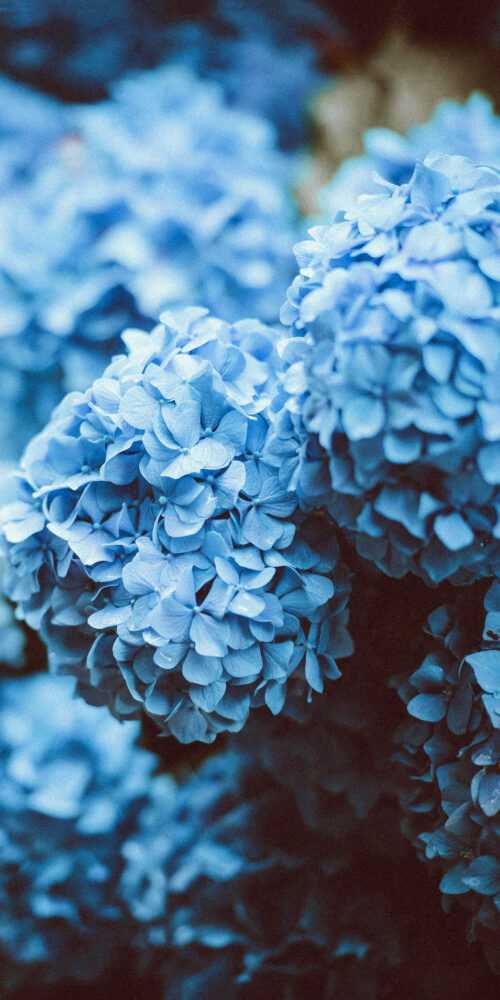 Blue Floral Wallpaper Ixpap