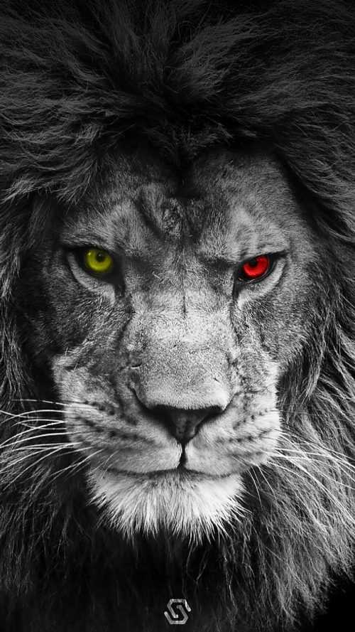 HD Lion Wallpaper - iXpap