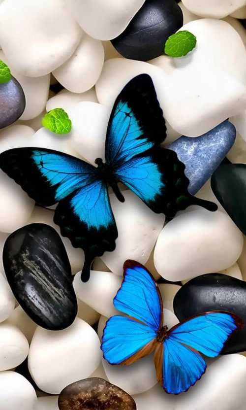 Blue Butterfly Wallpaper - iXpap