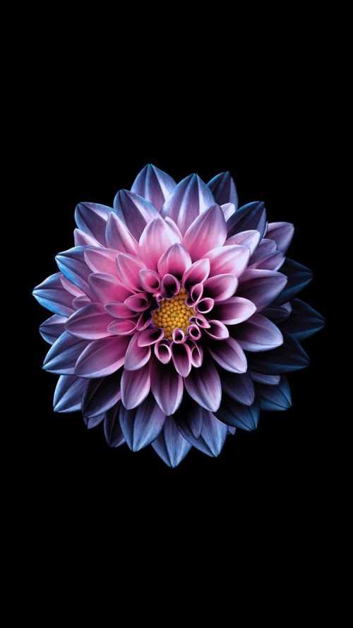 HD Flower Wallpaper - iXpap