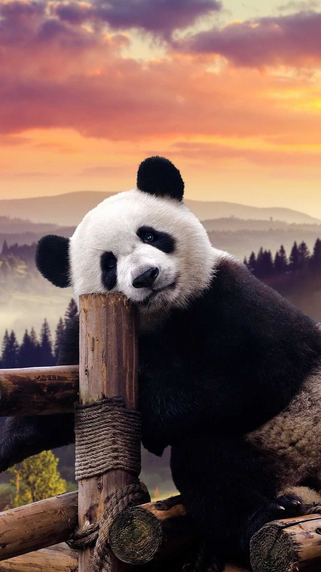 4K Panda Wallpaper - iXpap