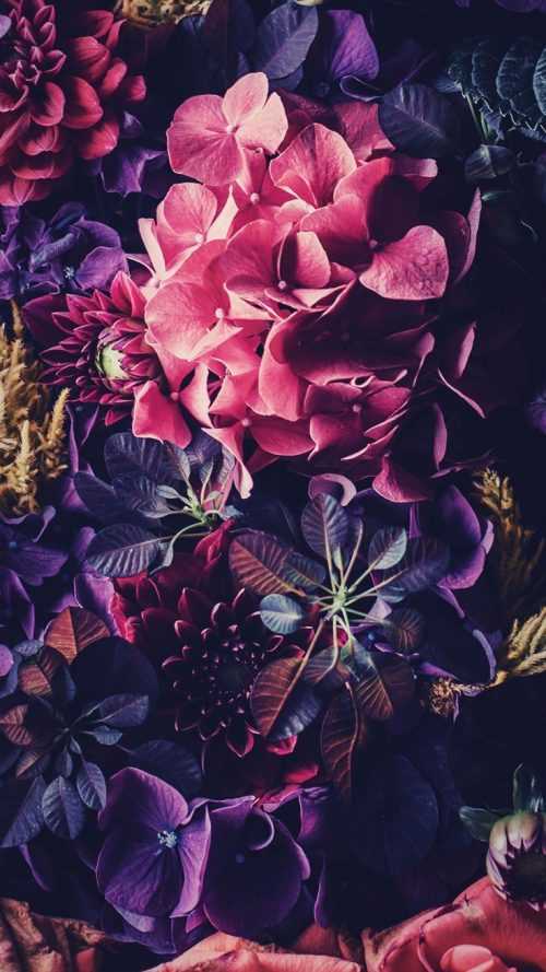 Flowers Wallpaper - iXpap