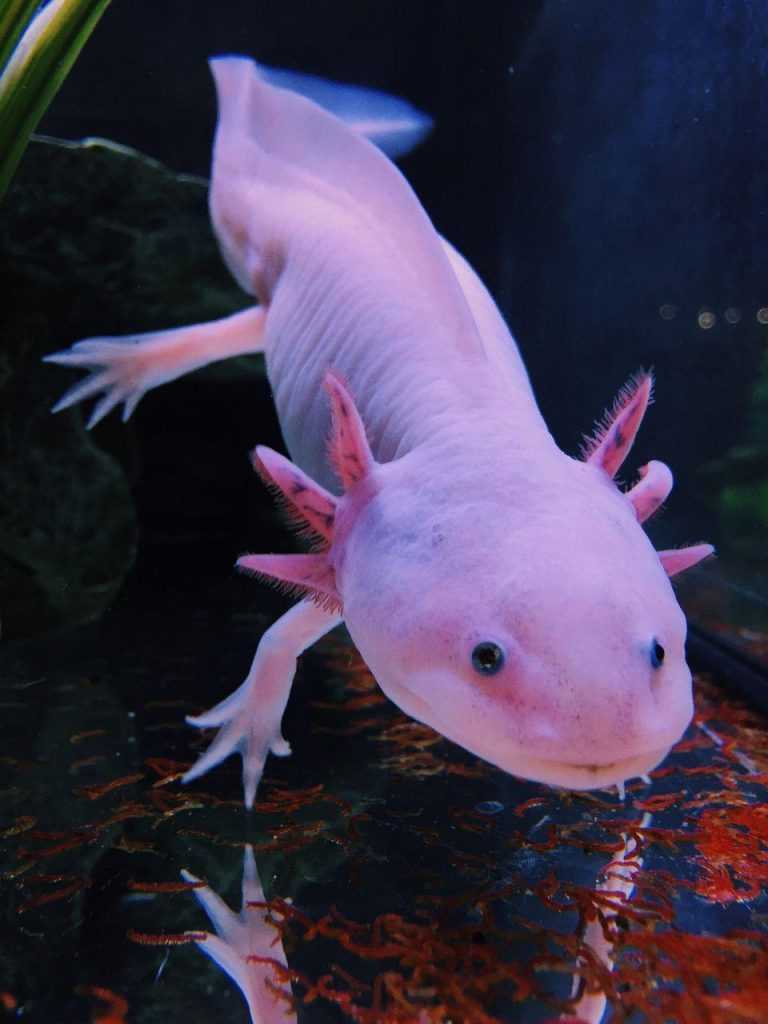 4K Axolotl Wallpaper - iXpap