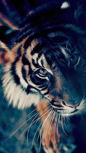 Tiger Wallpaper - iXpap