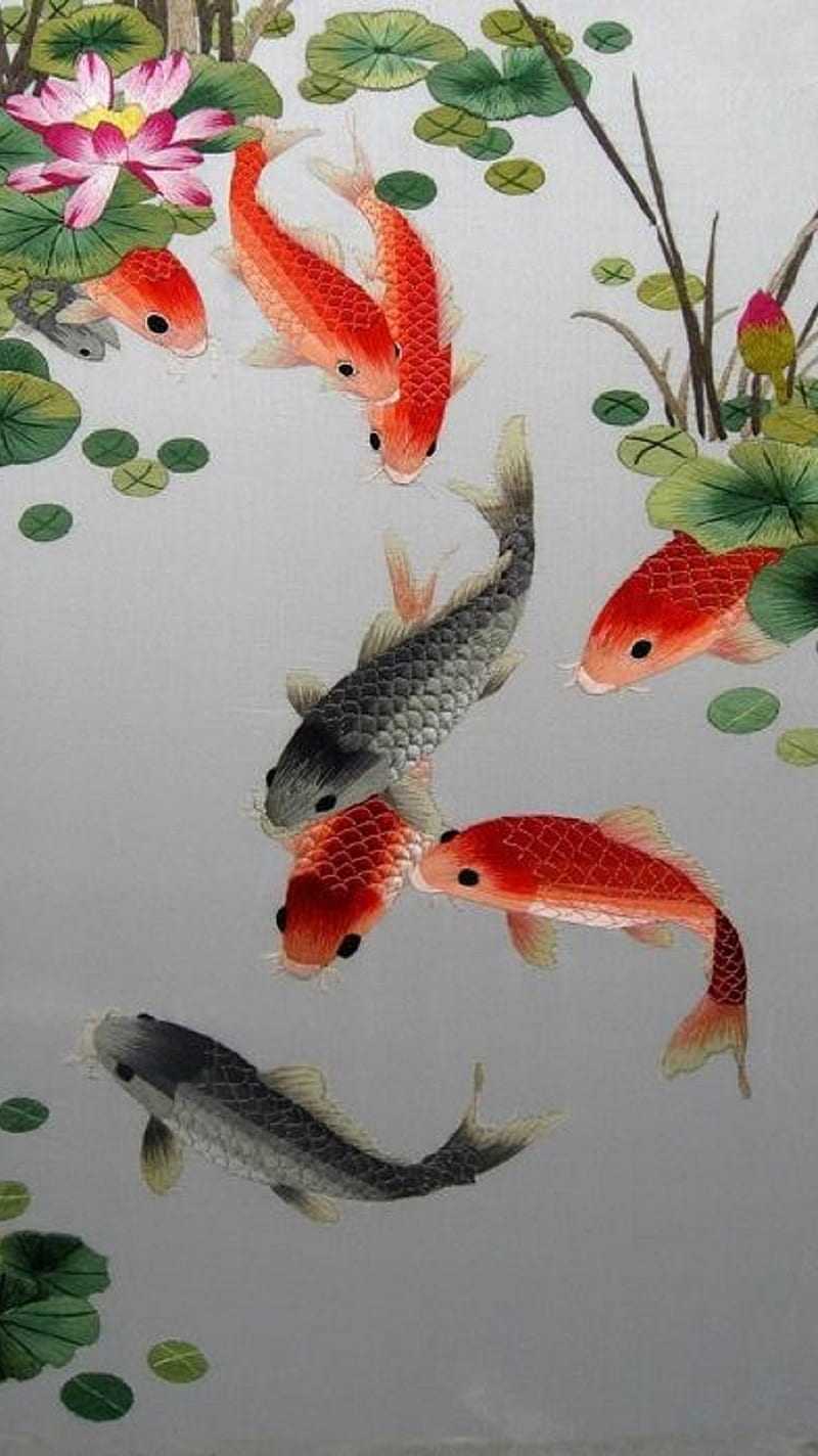 Koi Fish Wallpaper - iXpap