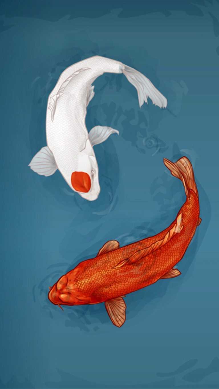 Koi Fish Wallpapers - iXpap