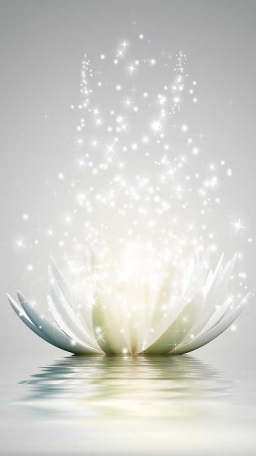 White Lotus Wallpaper - iXpap