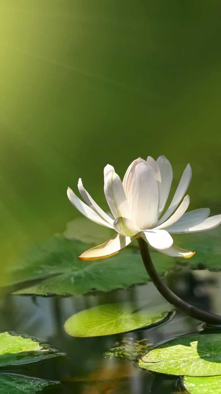 White Lotus Wallpapers - iXpap