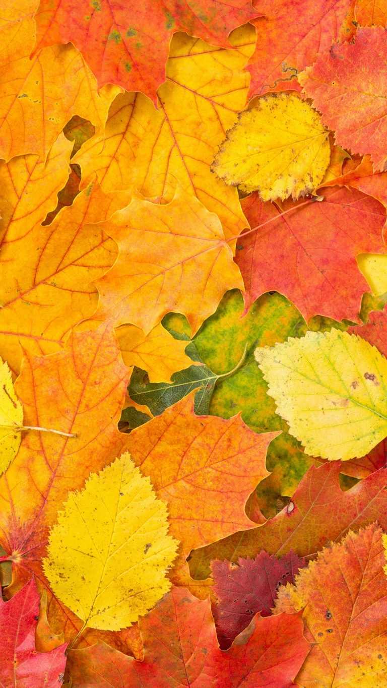 Autumn Leaves Wallpaper - iXpap