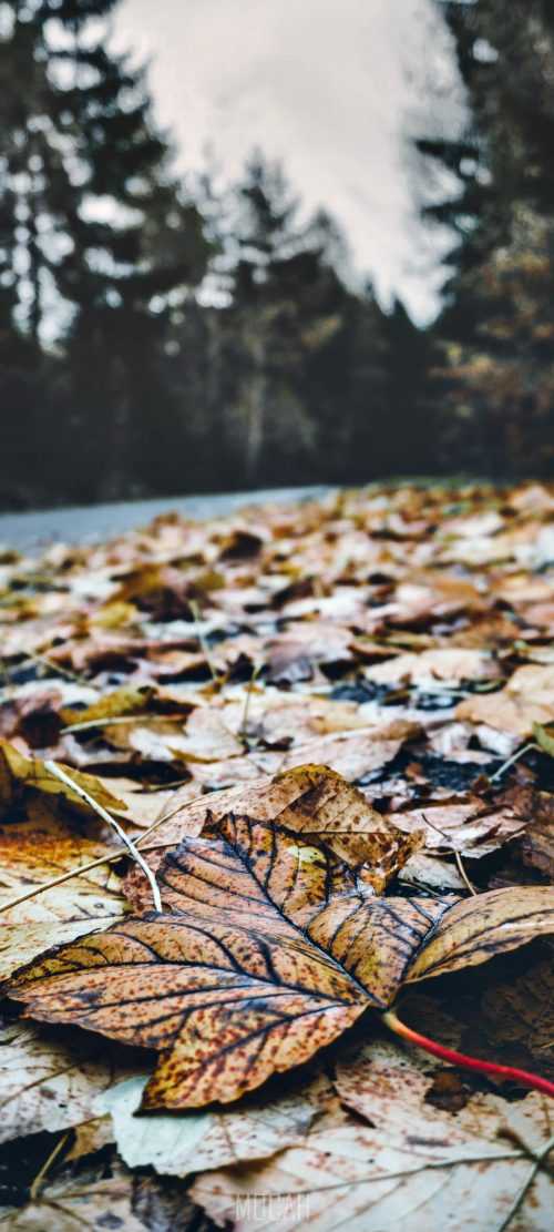 Autumn Leaves Wallpaper - iXpap