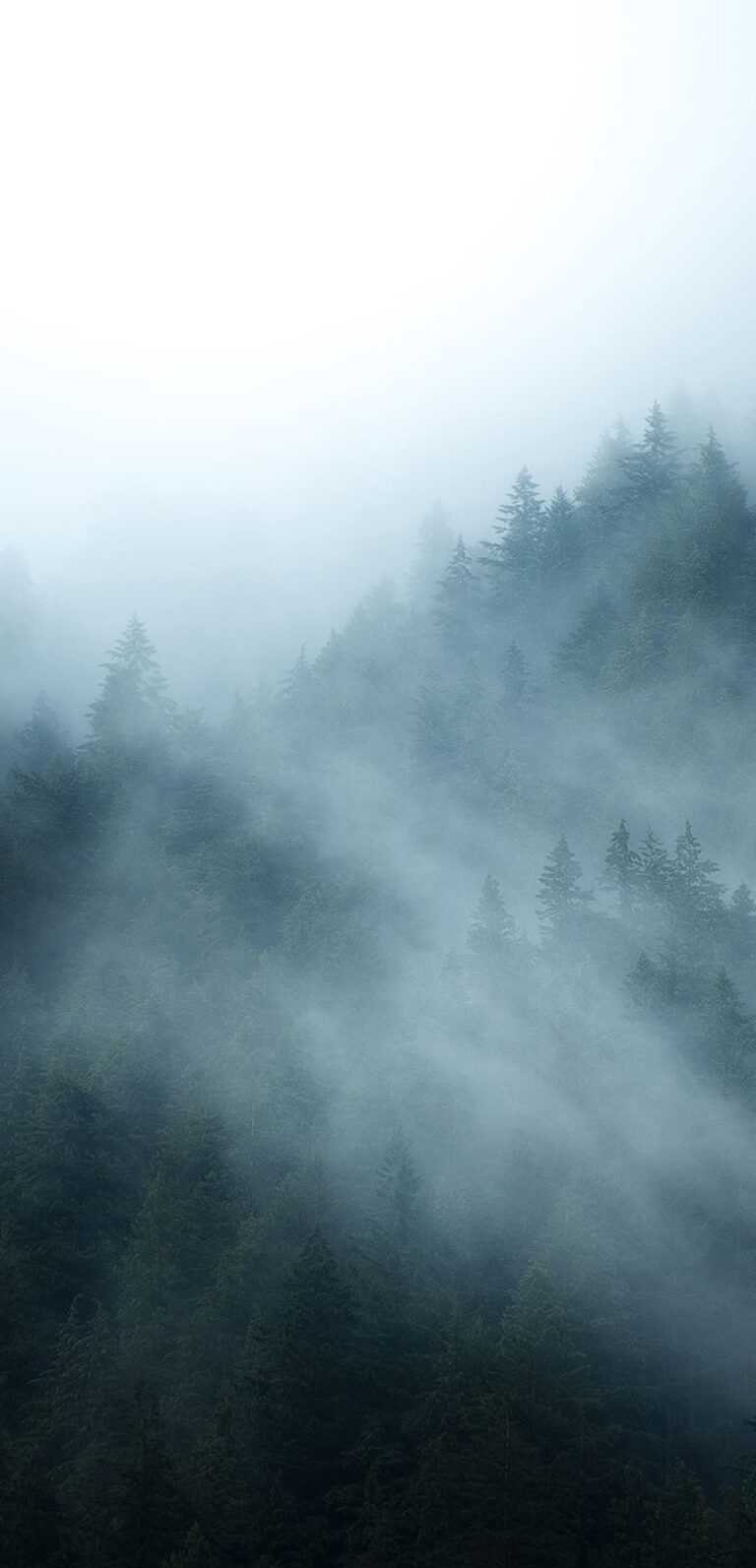 Foggy Forest Wallpapers - iXpap