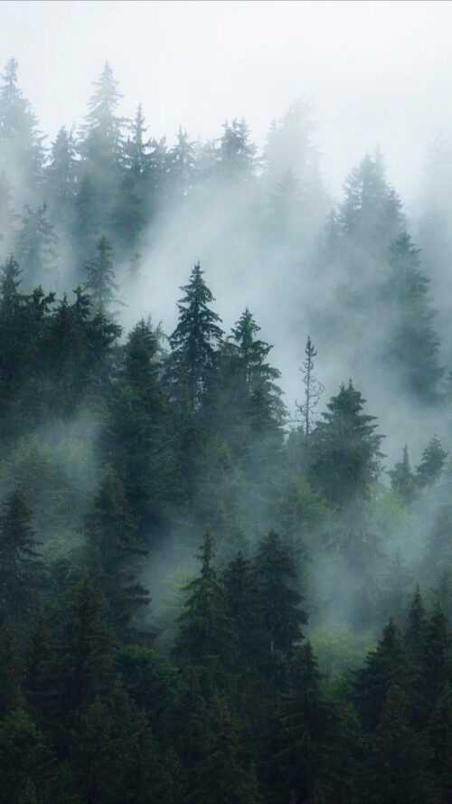 Foggy Forest Wallpaper - iXpap