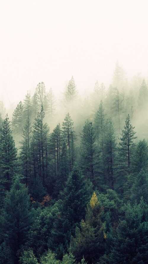 Foggy Forest Wallpapers - iXpap