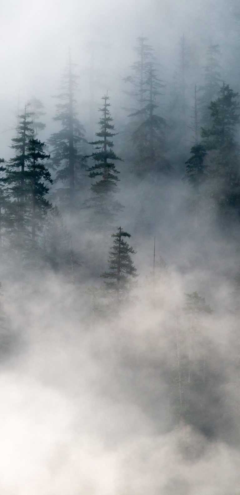 Foggy Forest Wallpapers Ixpap