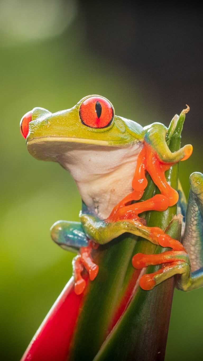 Frog Wallpapers - iXpap