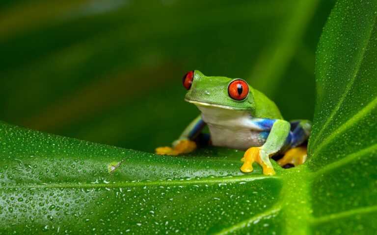 Frog Wallpapers - iXpap