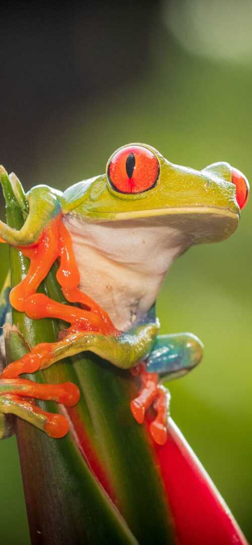 Frog Wallpapers - iXpap