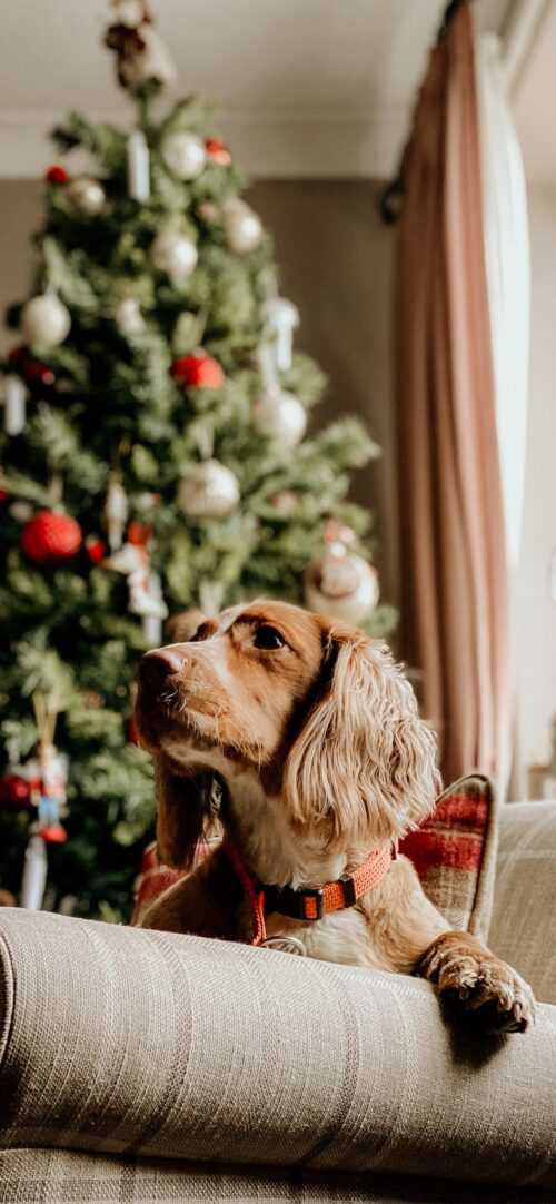 Christmas Dog Wallpaper - iXpap