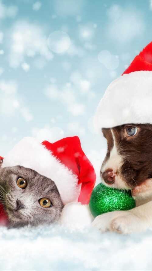 Christmas Puppy Wallpaper - iXpap