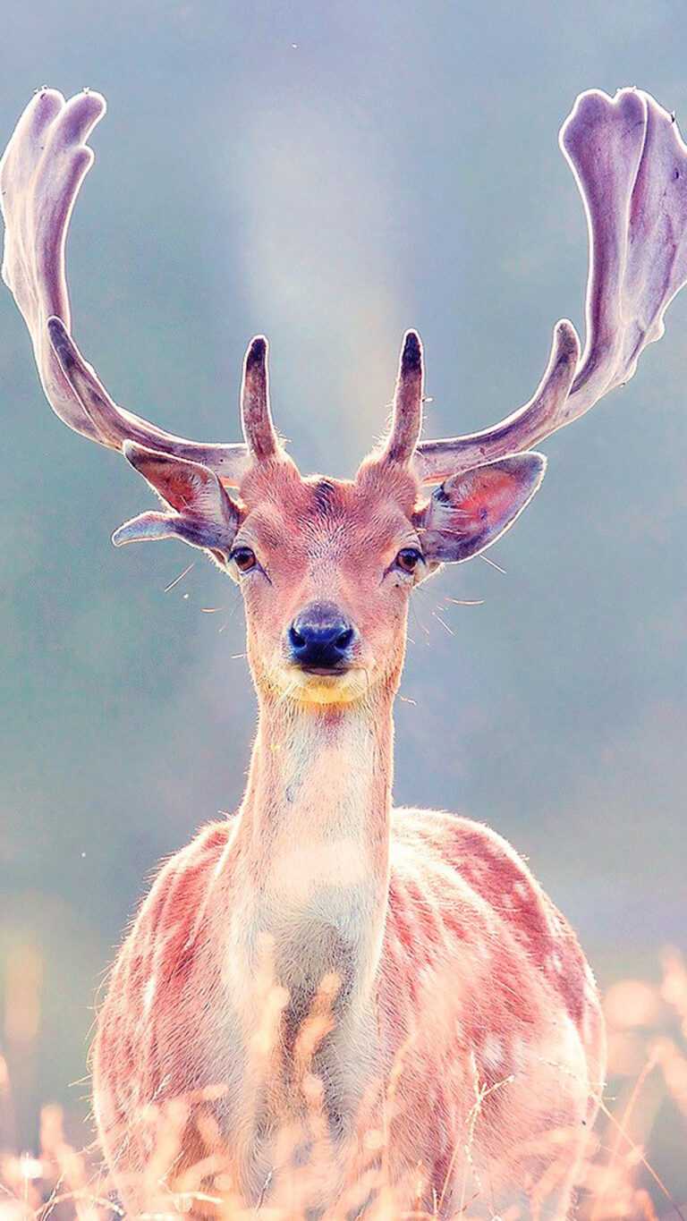 Deer Wallpaper - iXpap