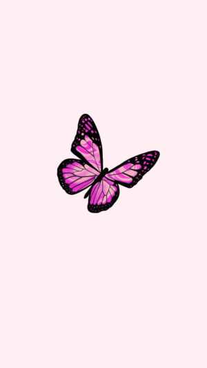 Pink Butterfly Wallpaper - iXpap