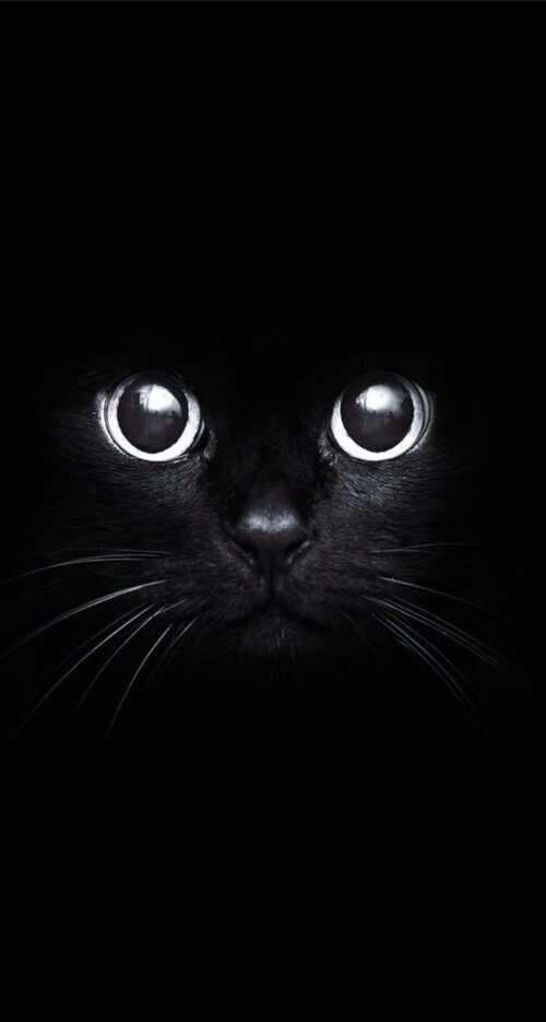 Black Cat Wallpaper - iXpap