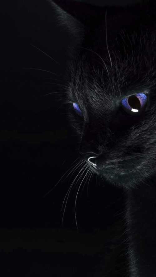 Black Cat Wallpaper - iXpap