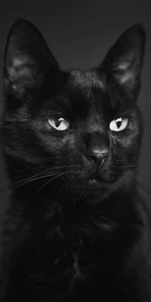Black Cat Wallpaper - iXpap