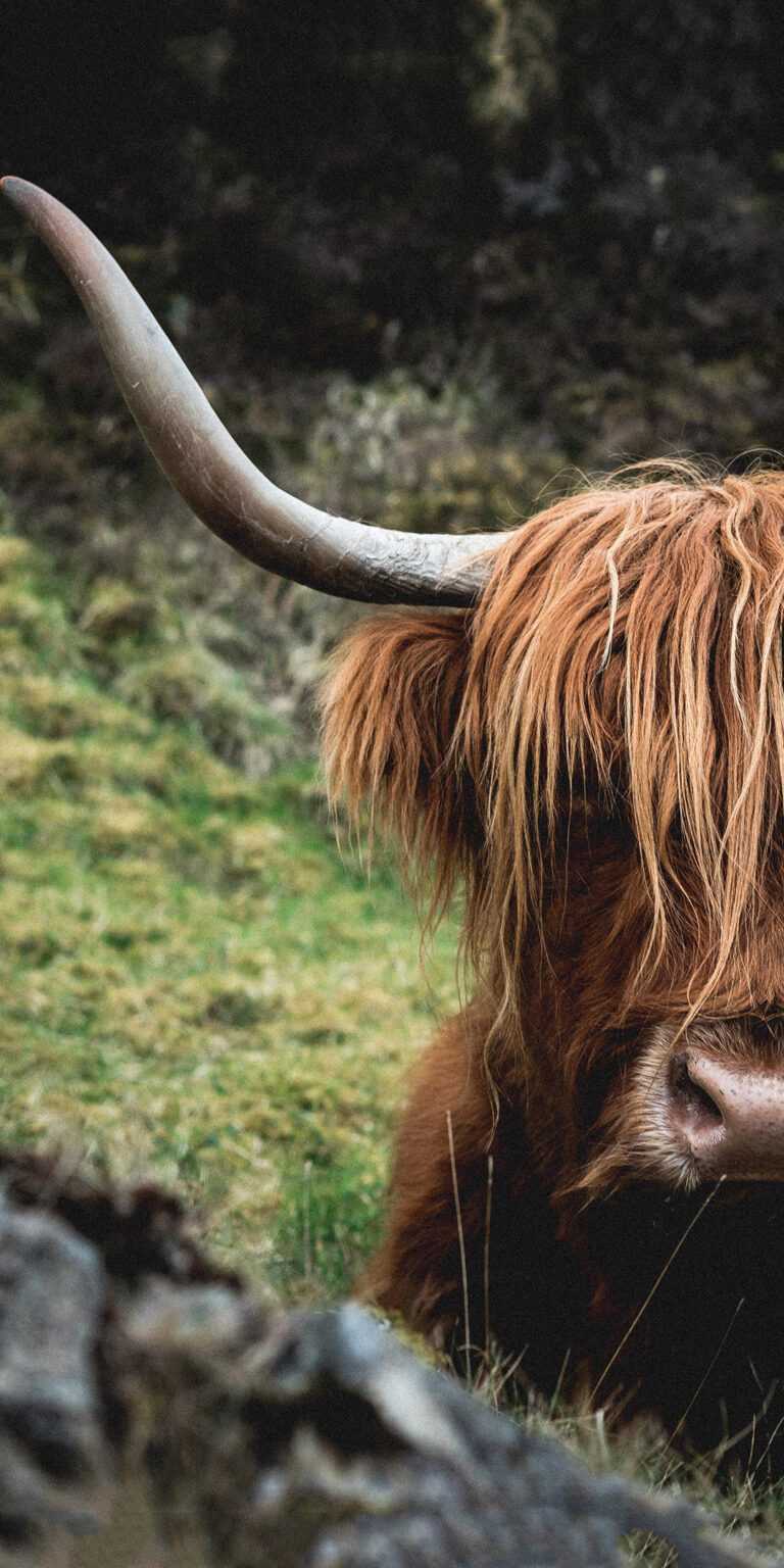 Brown Cow Wallpaper - iXpap