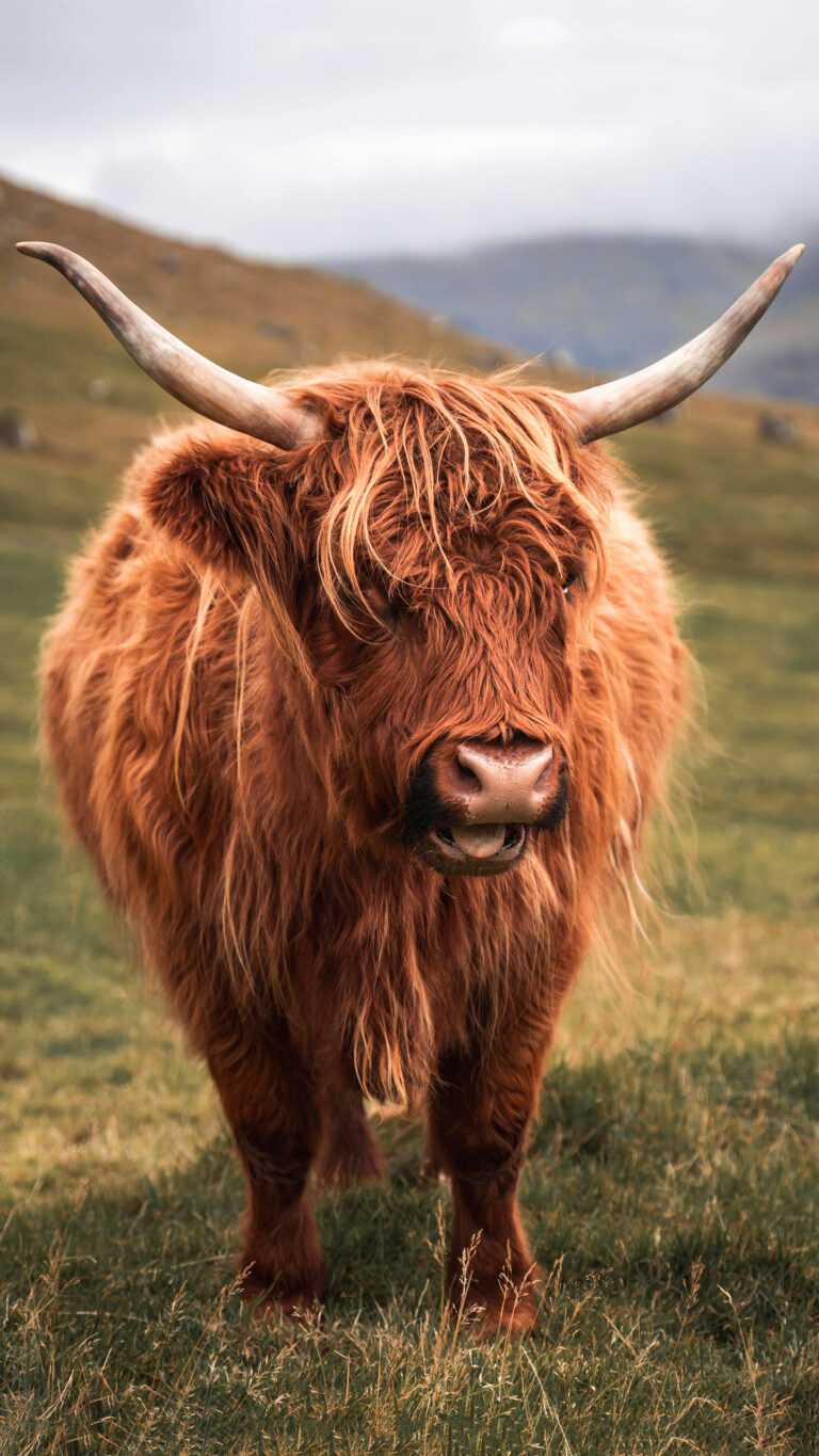 Brown Cow Wallpaper - Ixpap