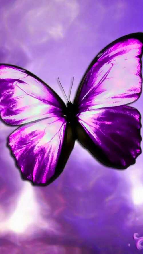 Purple Butterfly Wallpaper - iXpap