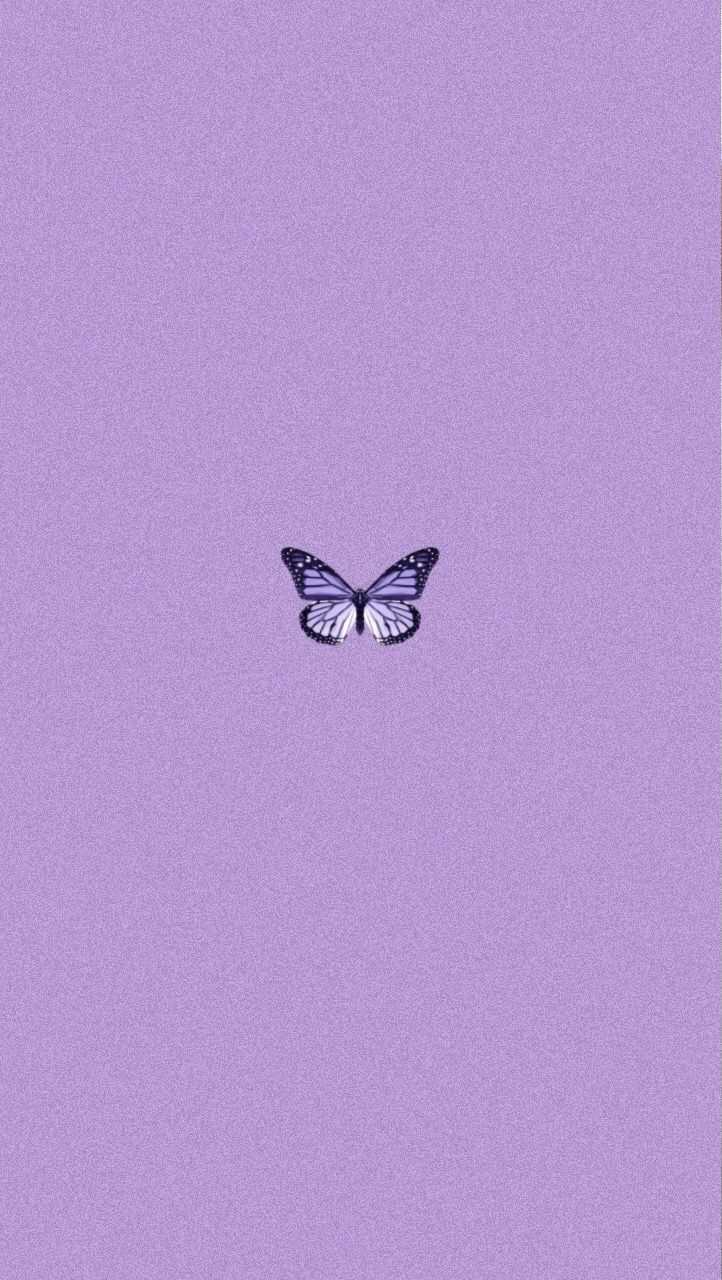 Purple Butterfly Wallpaper - iXpap