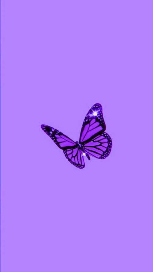 Purple Butterfly Wallpaper - iXpap