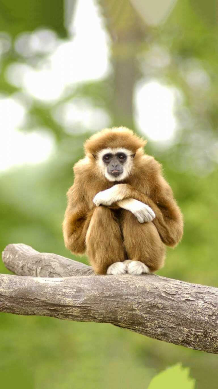 Gibbon Wallpaper - iXpap