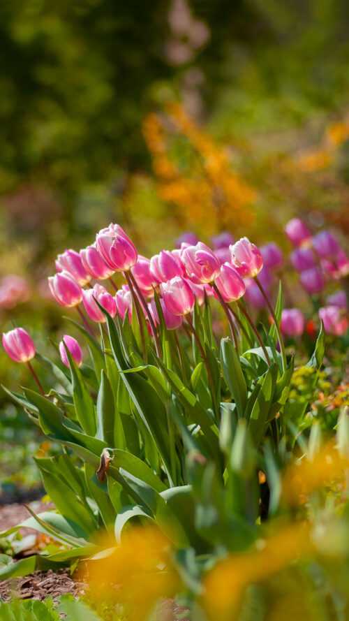 Spring Flowers Wallpaper - iXpap