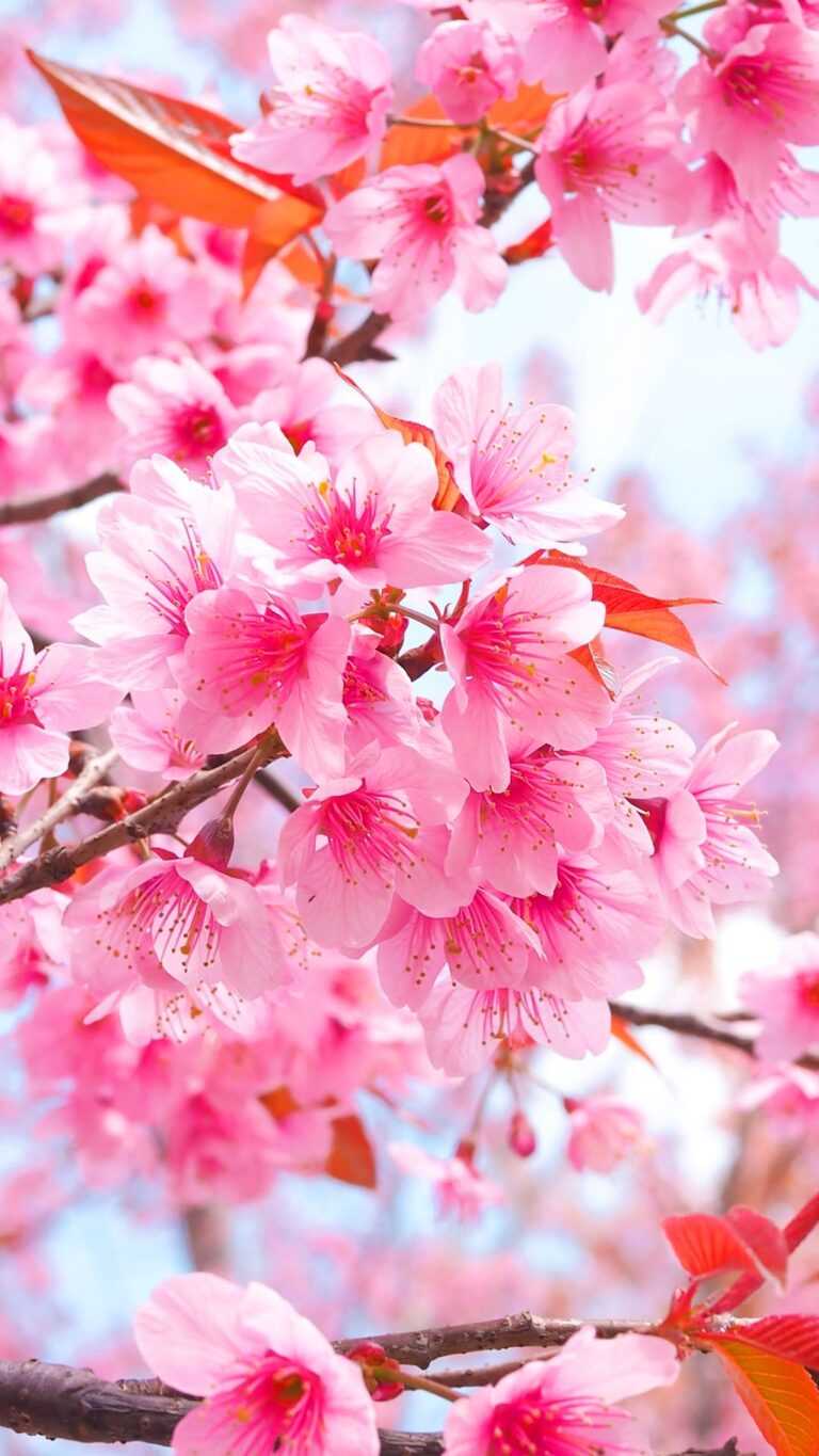 Cherry Blossom Wallpaper - iXpap