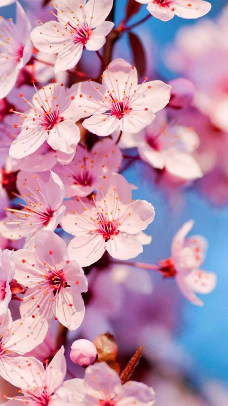 Cherry Blossom Wallpaper - iXpap