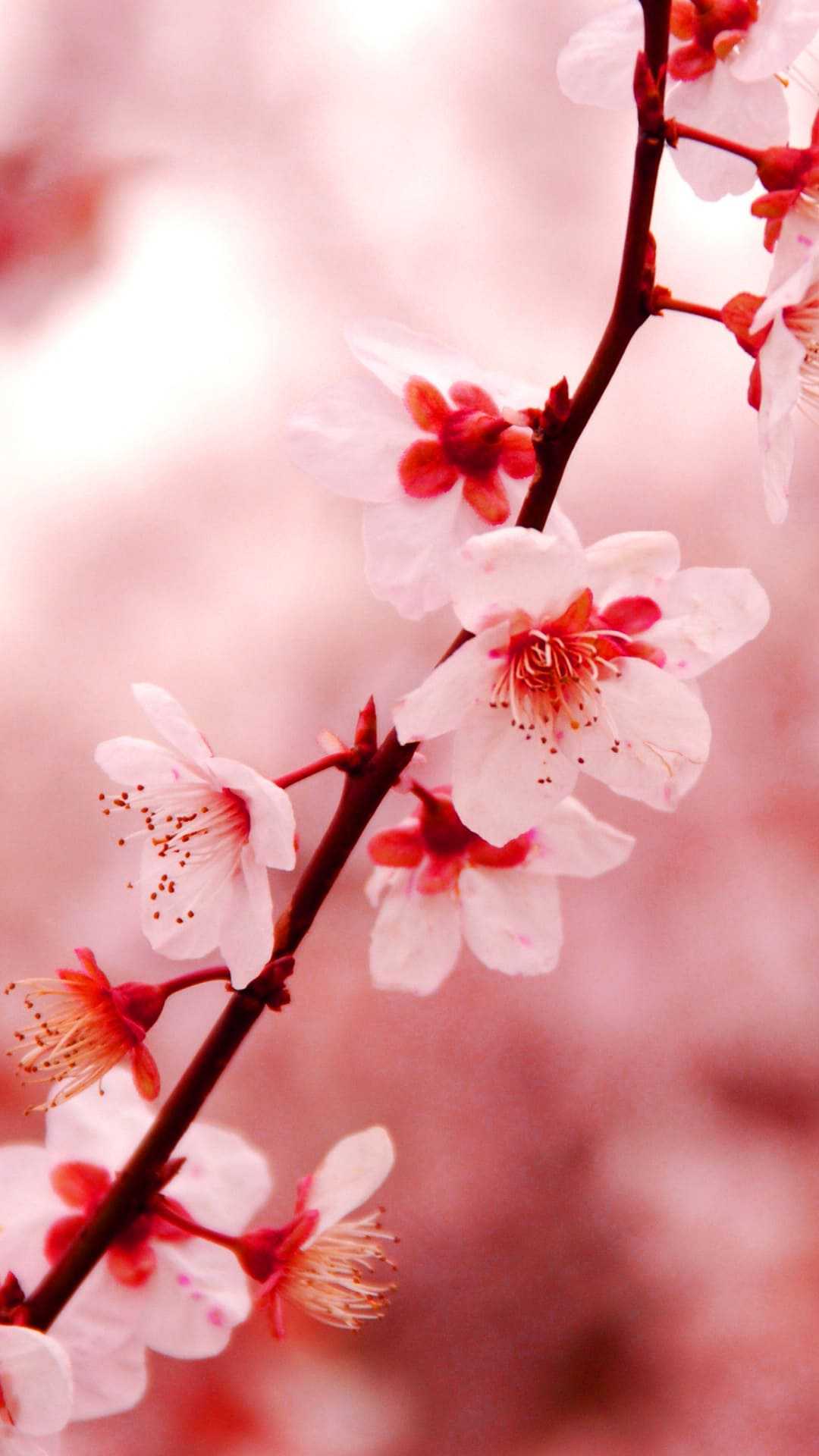 Cherry Blossom Wallpaper - iXpap