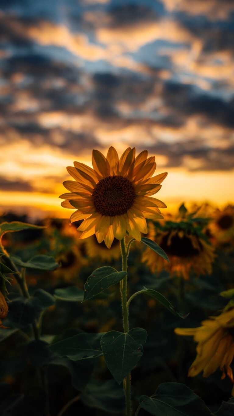 Sunflower Wallpaper - iXpap