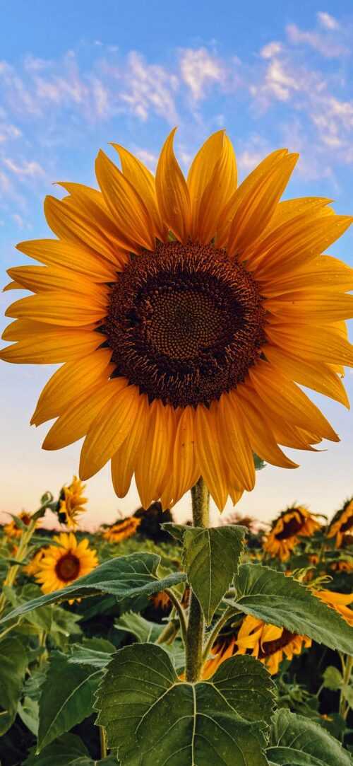 Sunflower Wallpaper - iXpap