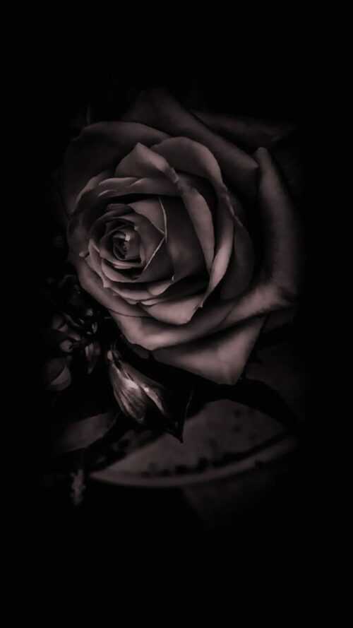 Black Rose Wallpaper Ixpap 0277