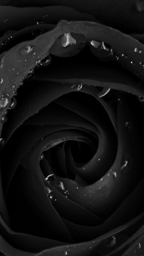 Black Rose Wallpaper - iXpap