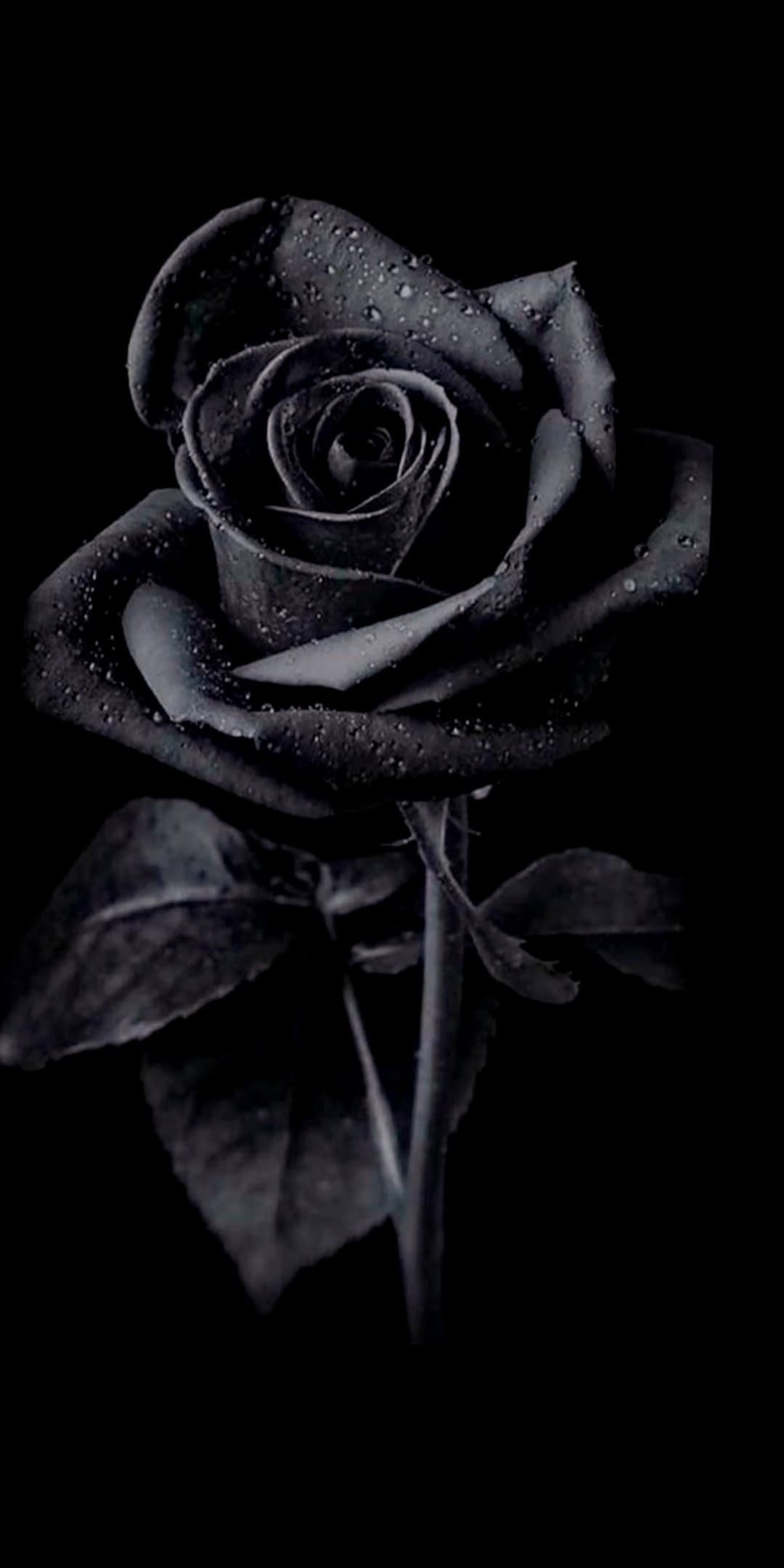 Black rose  Rose gold wallpaper, Gold wallpaper iphone, Black rose