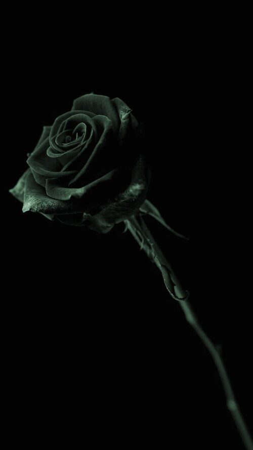 Black Rose Wallpaper - iXpap