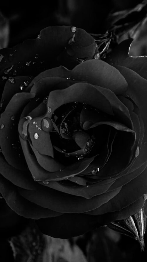 Black Rose Wallpaper - iXpap