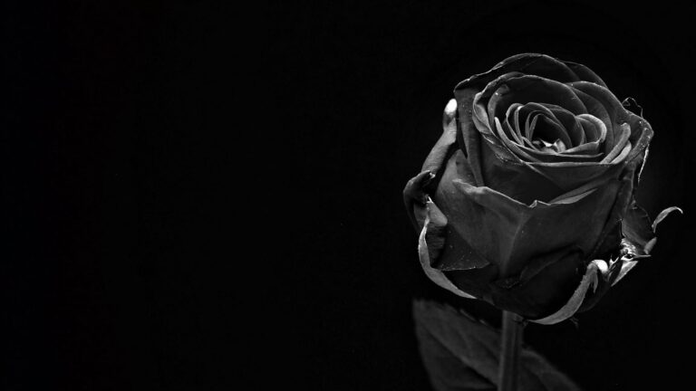 Black Rose Wallpaper Desktop - iXpap