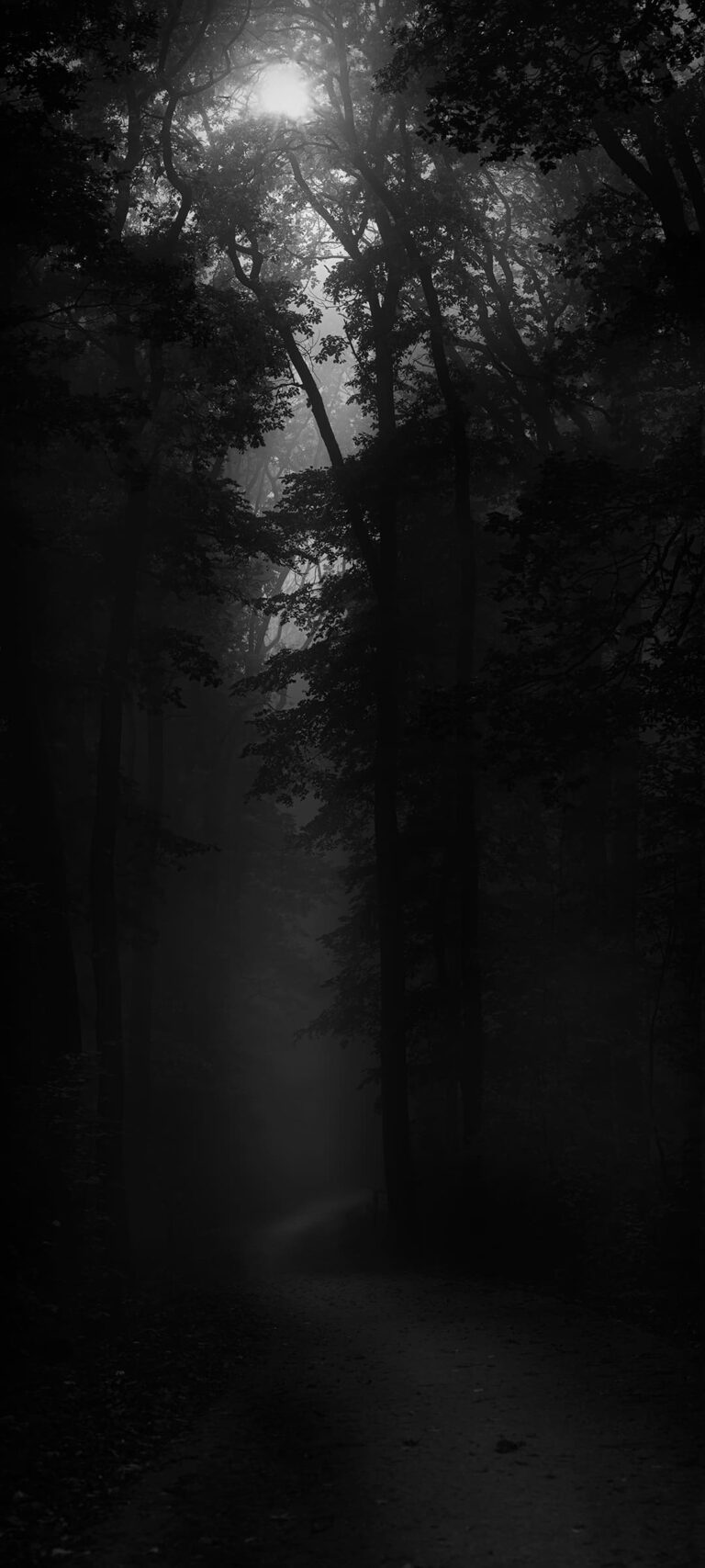 Dark Forest Wallpaper - iXpap