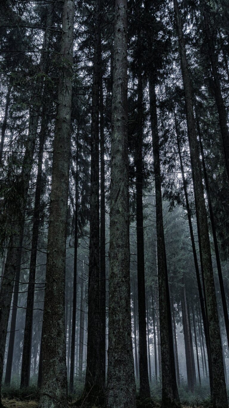 Dark Forest Wallpaper - iXpap