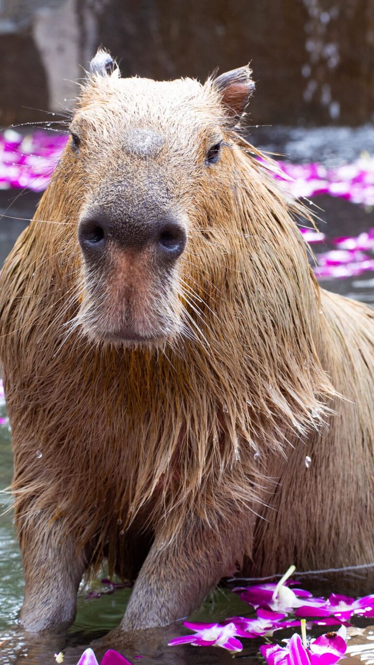 Capybara Wallpaper - iXpap